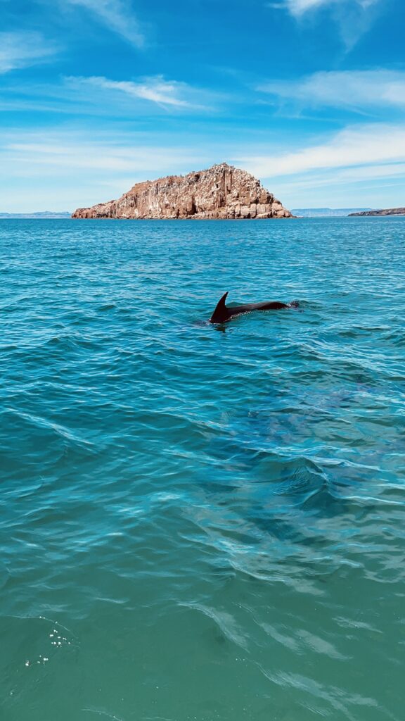 dolphins in isla espirto santo
