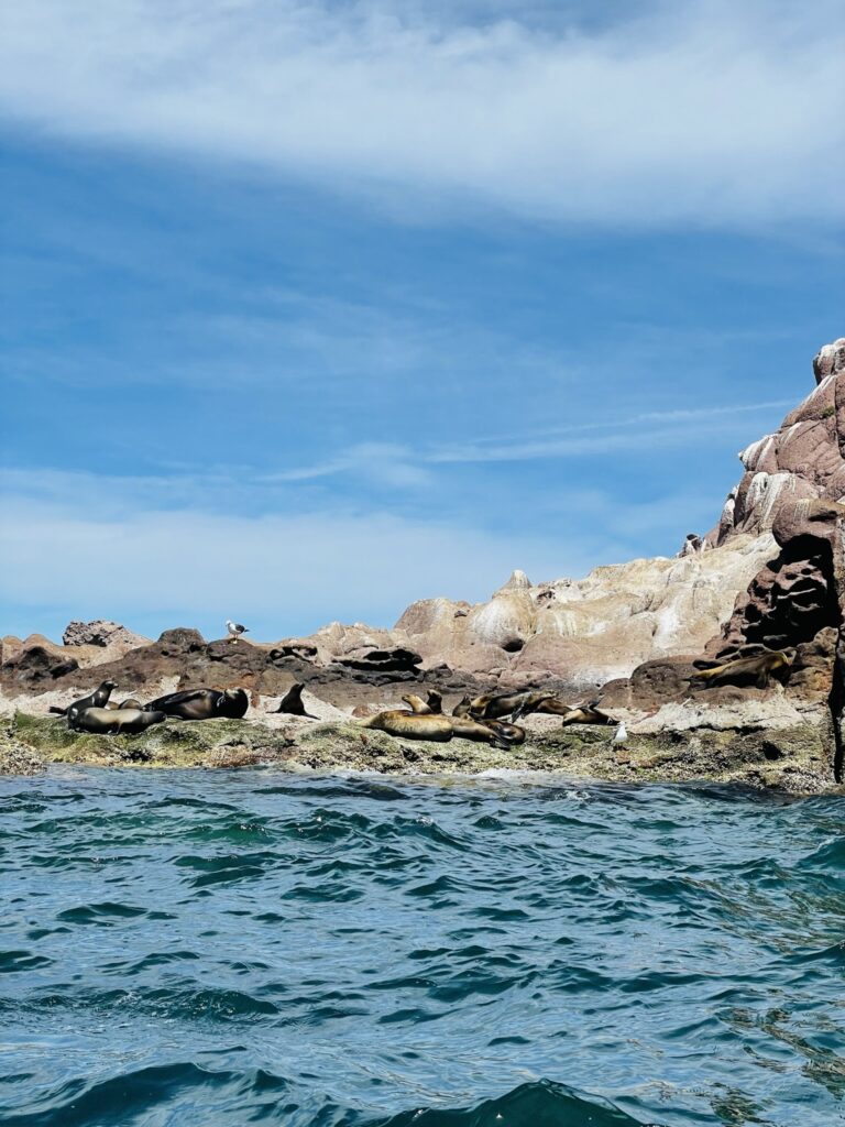 swim with sea lions in isla espirito santo