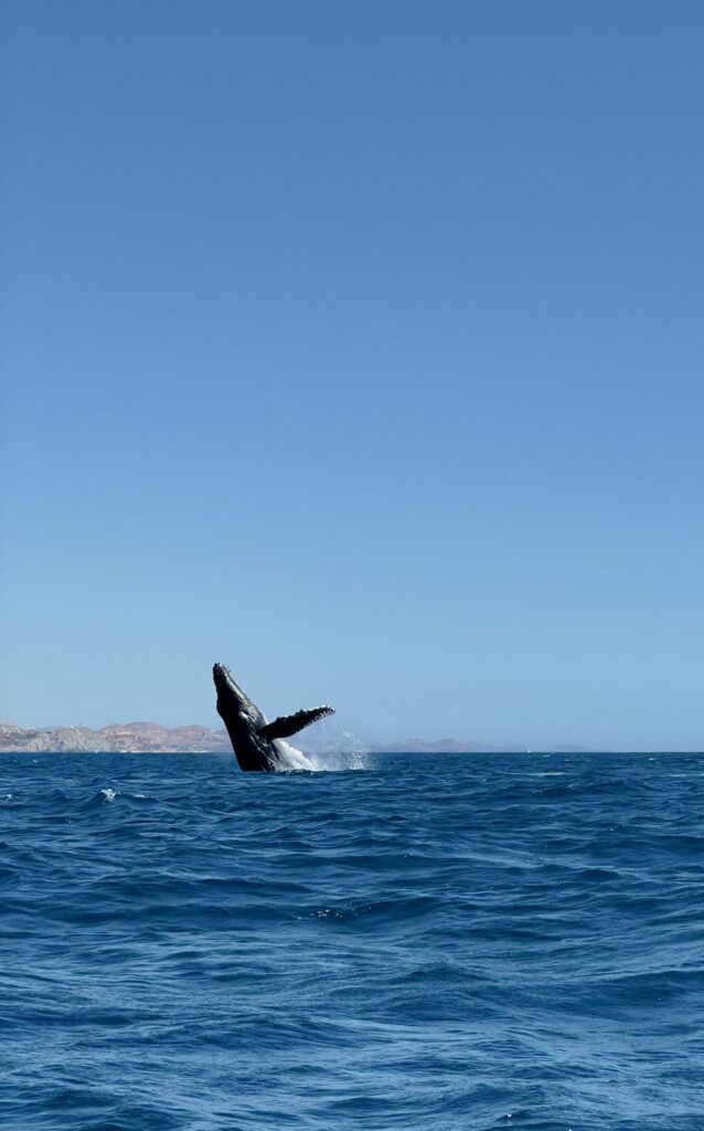 whale watching is one of the best things to do in los cabos