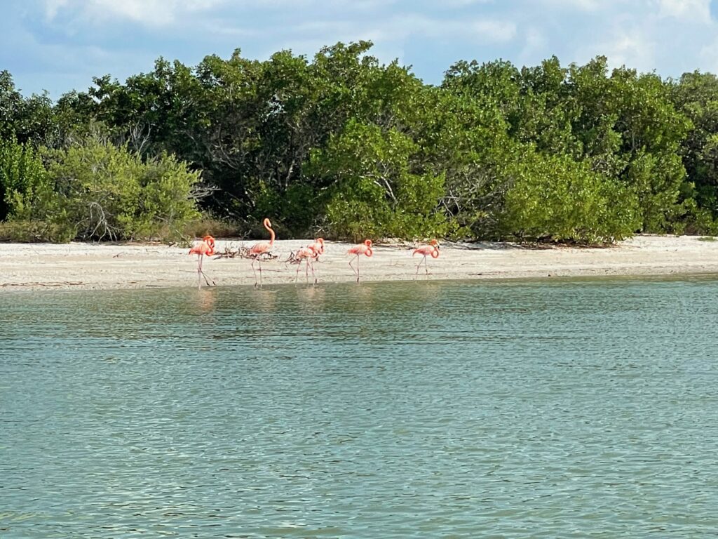 Flamingos in Celestun